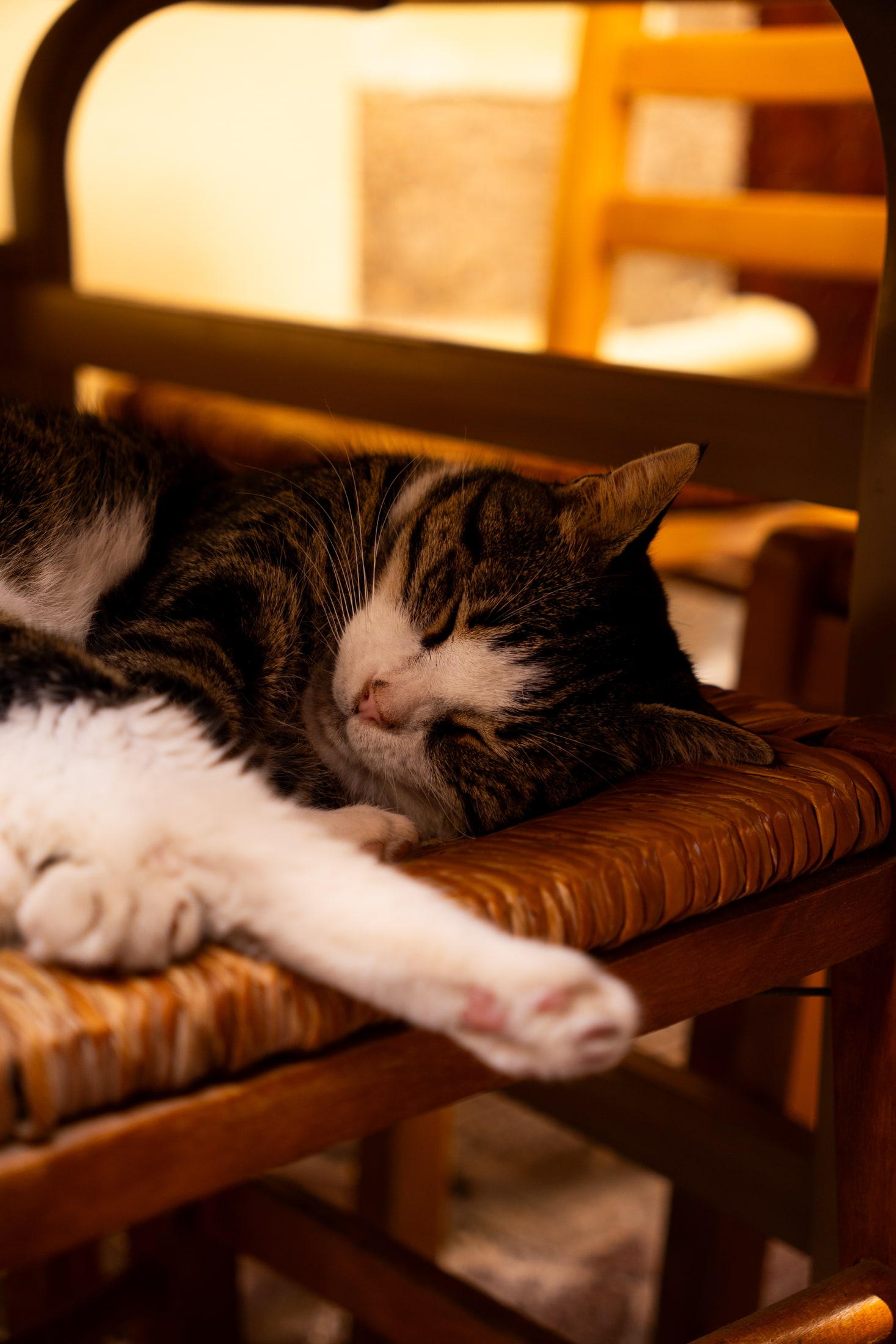 Gato dormido en una silla